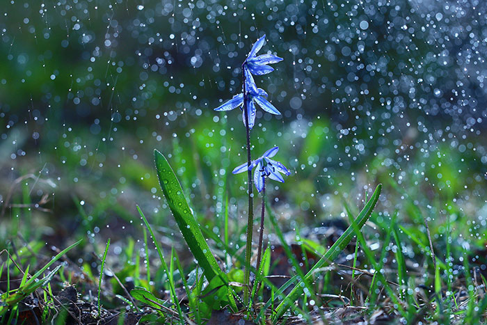 NO RAIN, NO FLOWERS.